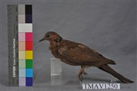 藏品(斑頸鳩)的圖片